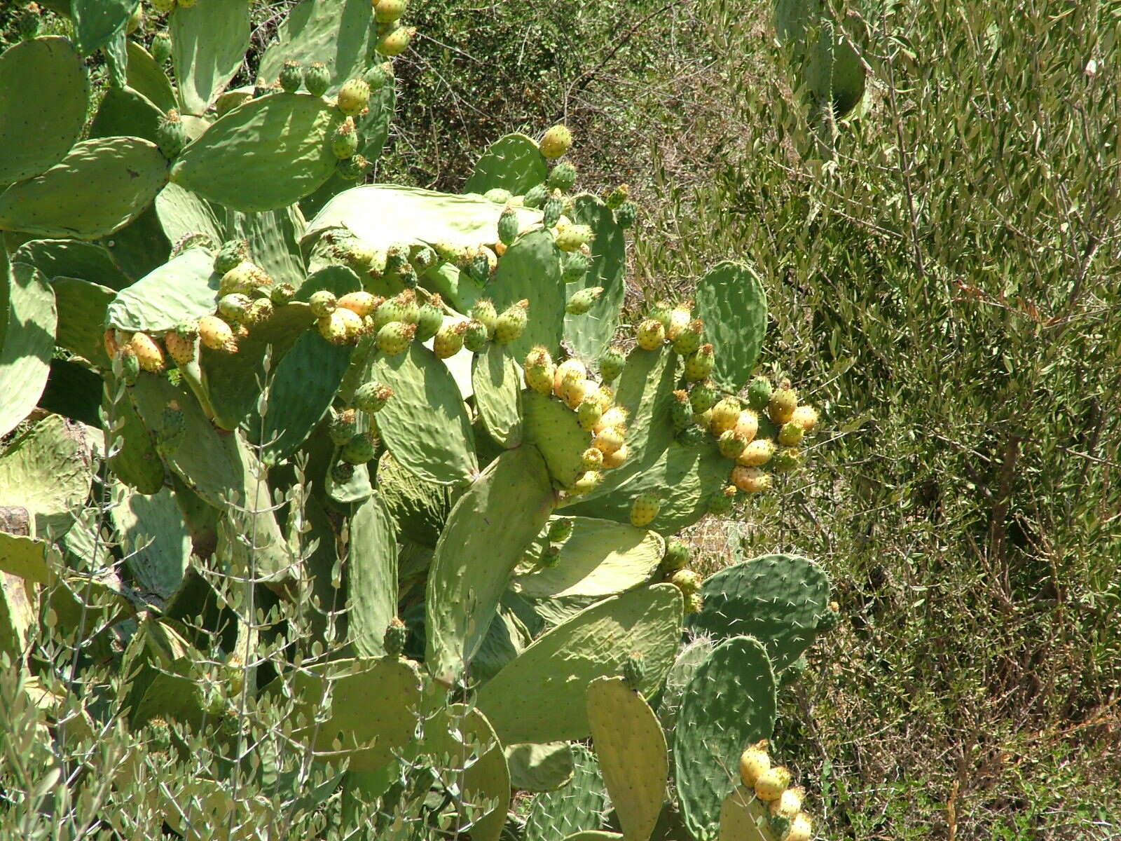 Image of Barbary Fig