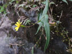 Plancia ëd Senecio stauntonii DC.