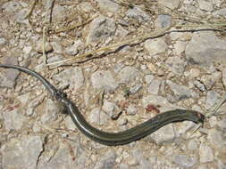 Plancia ëd Chalcides chalcides (Linnaeus 1758)