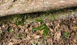 Polypodium ensiforme Thunb.的圖片