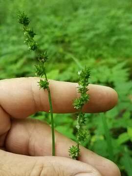 Imagem de Carex sparganioides Muhl. ex Willd.