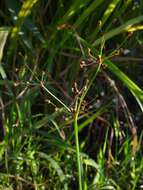 Image of grass-like fimbry