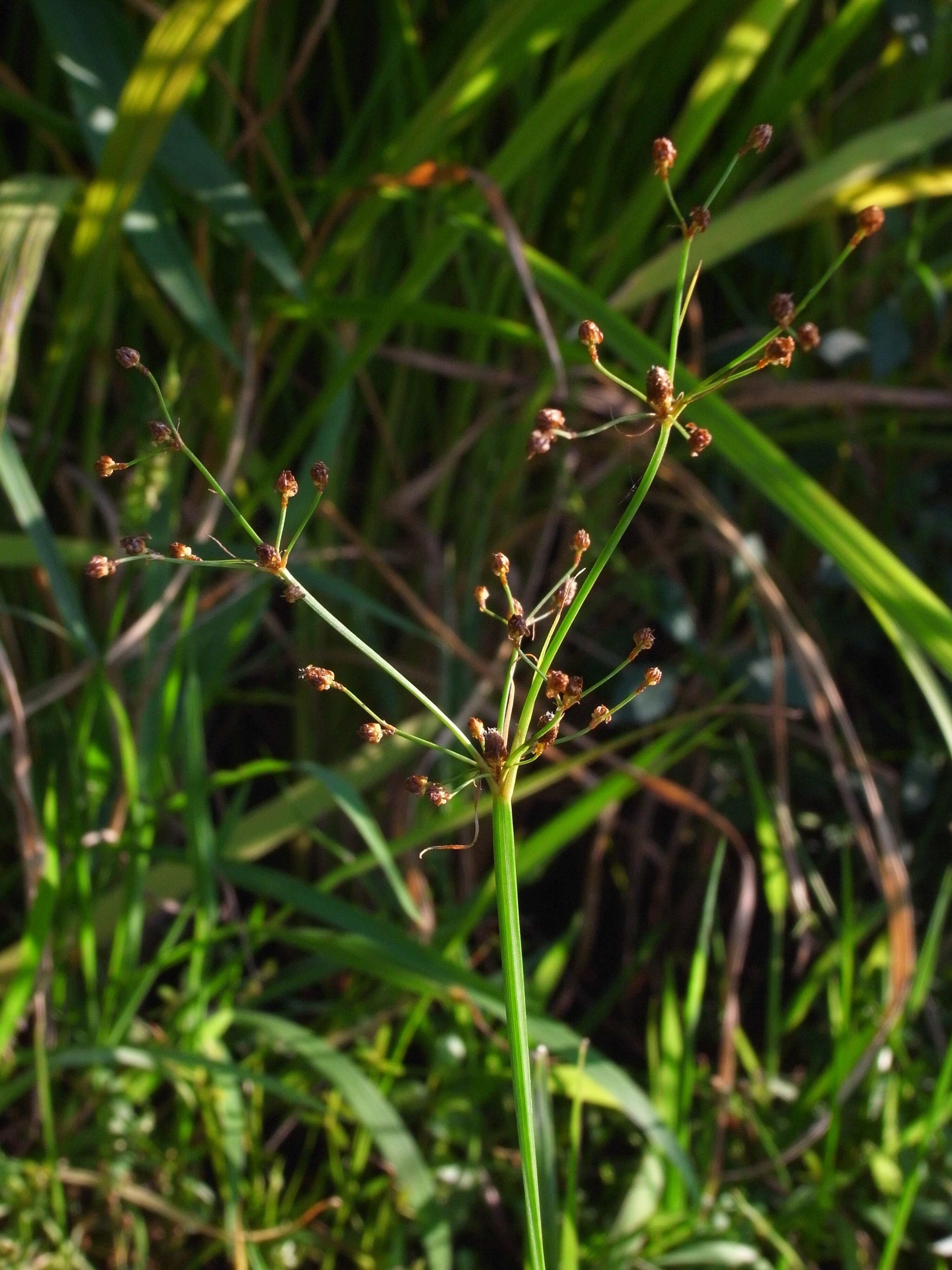 Imagem de Fimbristylis quinquangularis subsp. quinquangularis