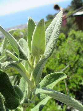 Image of Phlomis purpurea L.