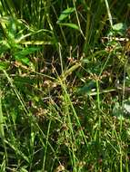 Image of grass-like fimbry