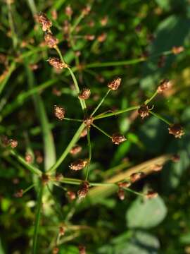 Image of grass-like fimbry