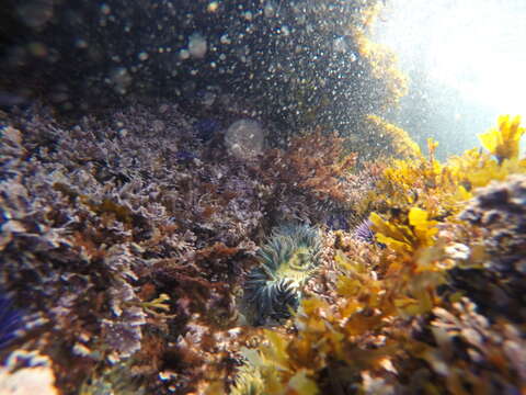 Image of Starburst anemone