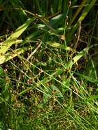 Image of grass-like fimbry