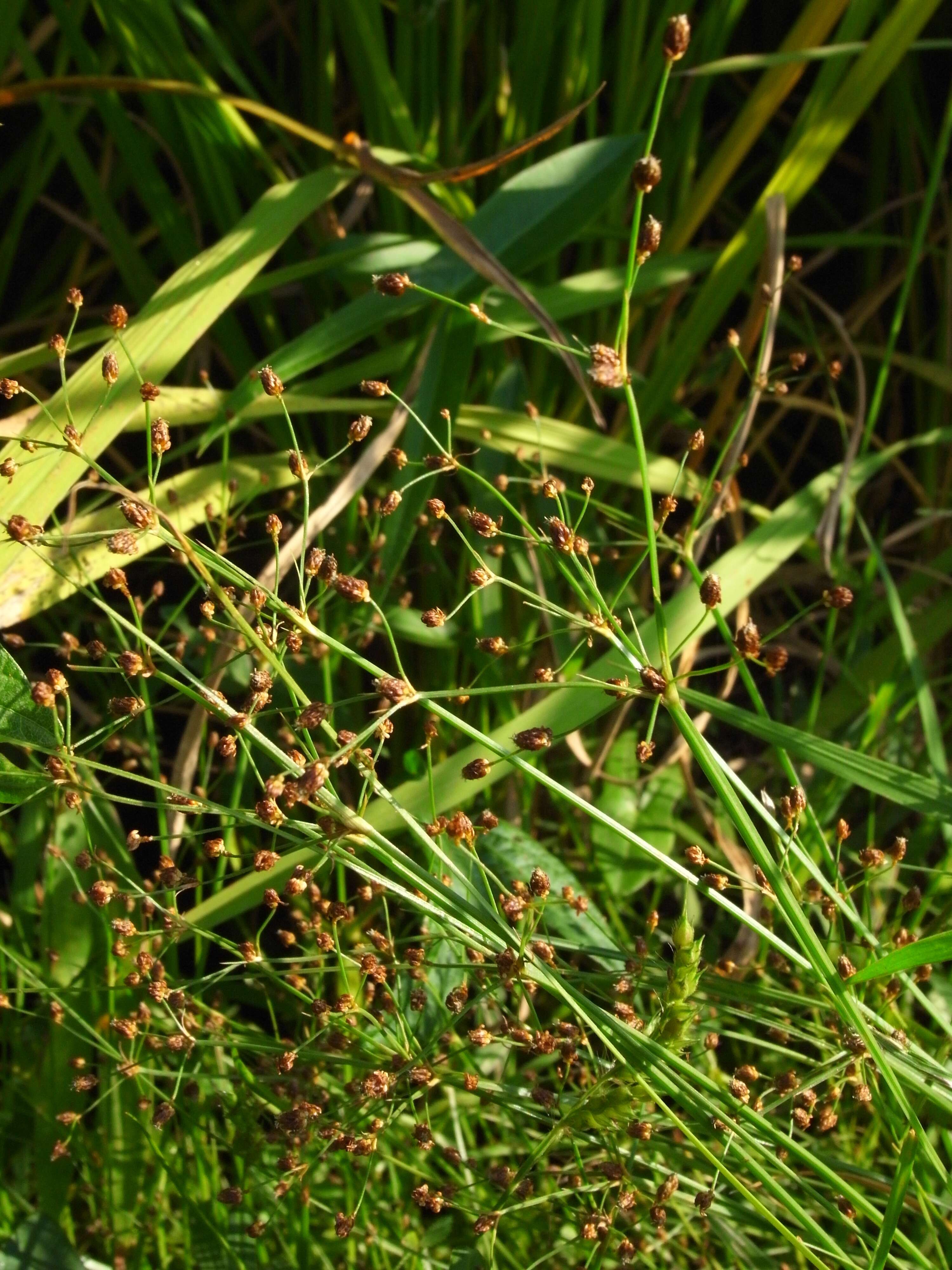 Imagem de Fimbristylis quinquangularis subsp. quinquangularis