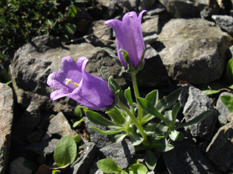 Campanula alpestris (rights holder: ghislain118 http://www.fleurs-des-montagnes.net)