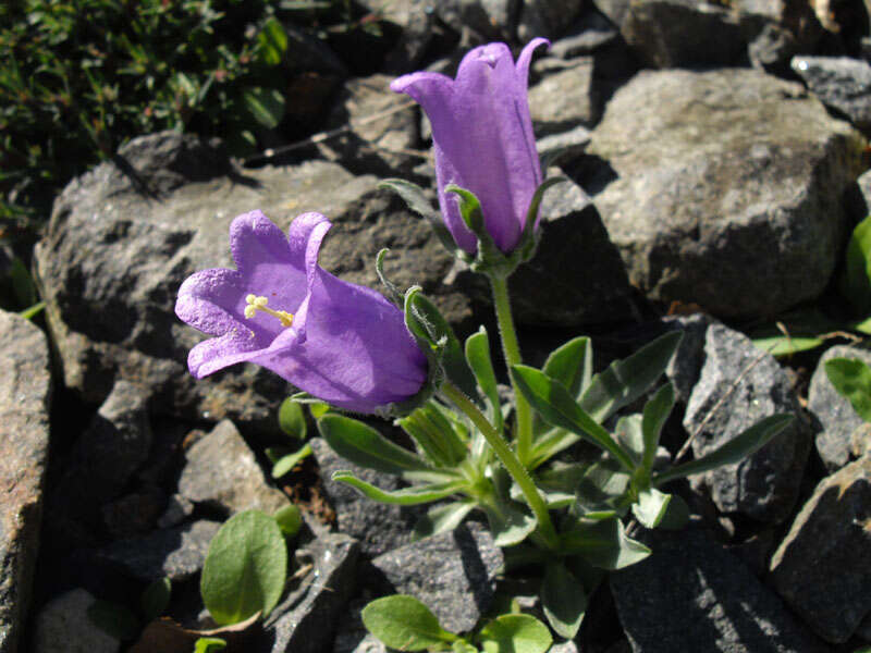 Image of Provence Bellflower