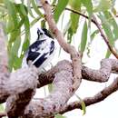 Image of Black-backed Butcherbird