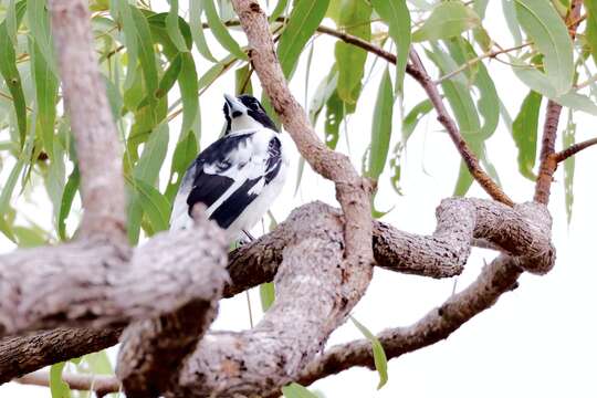 Image of Black-backed Butcherbird