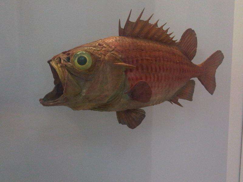 Image of Brocade Perch