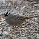 صورة Zonotrichia leucophrys oriantha Oberholser 1932