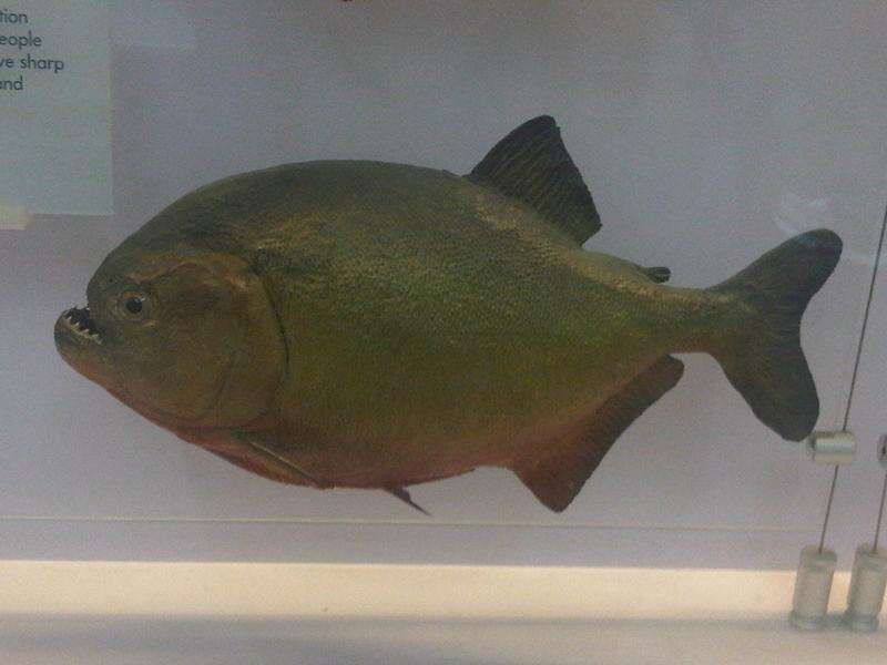 Image of Red-bellied piranha