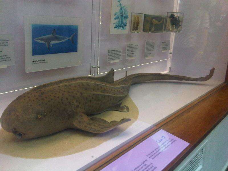 Image of zebra sharks