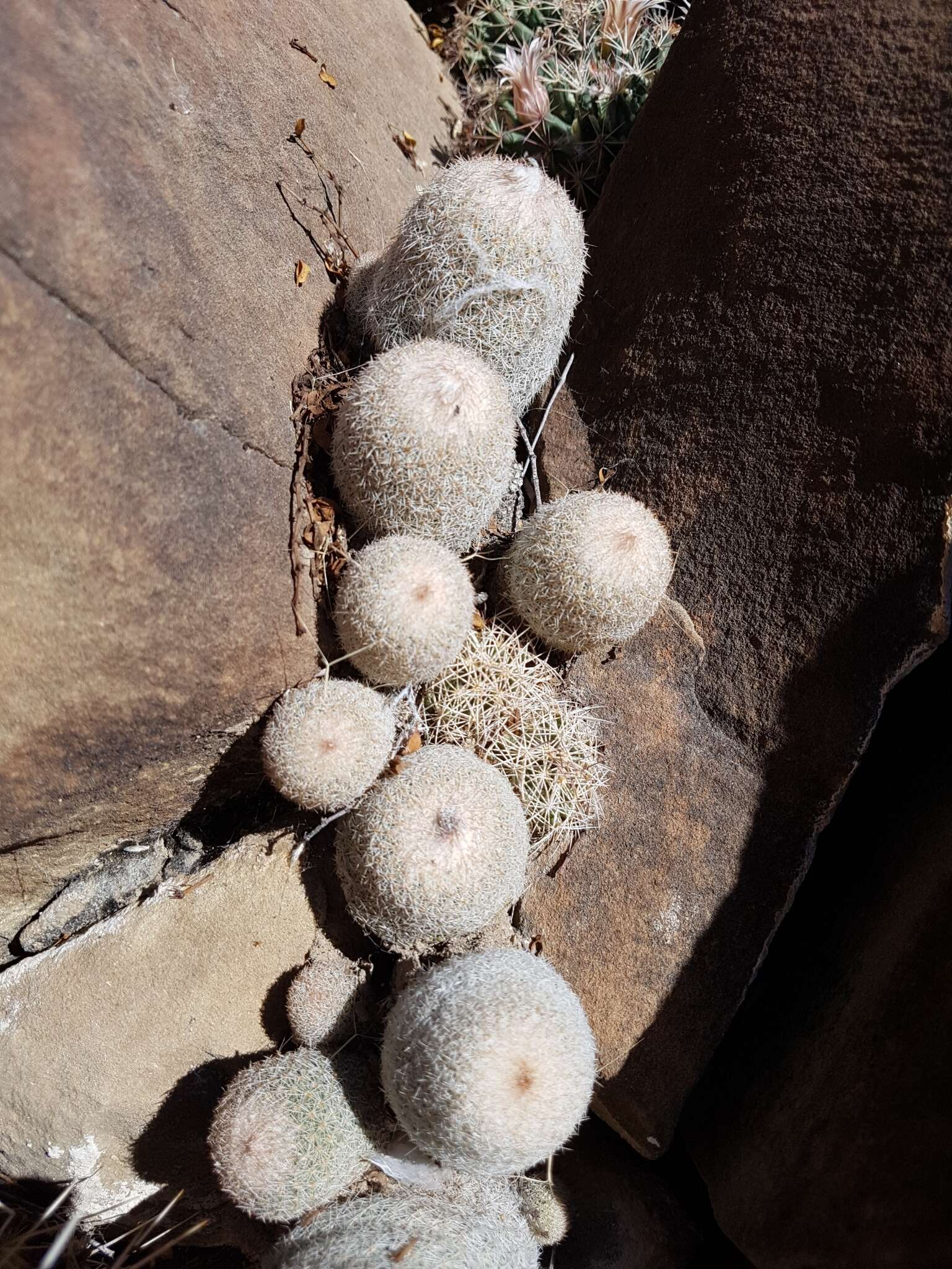 Image of Epithelantha greggii (Engelm.) Orcutt