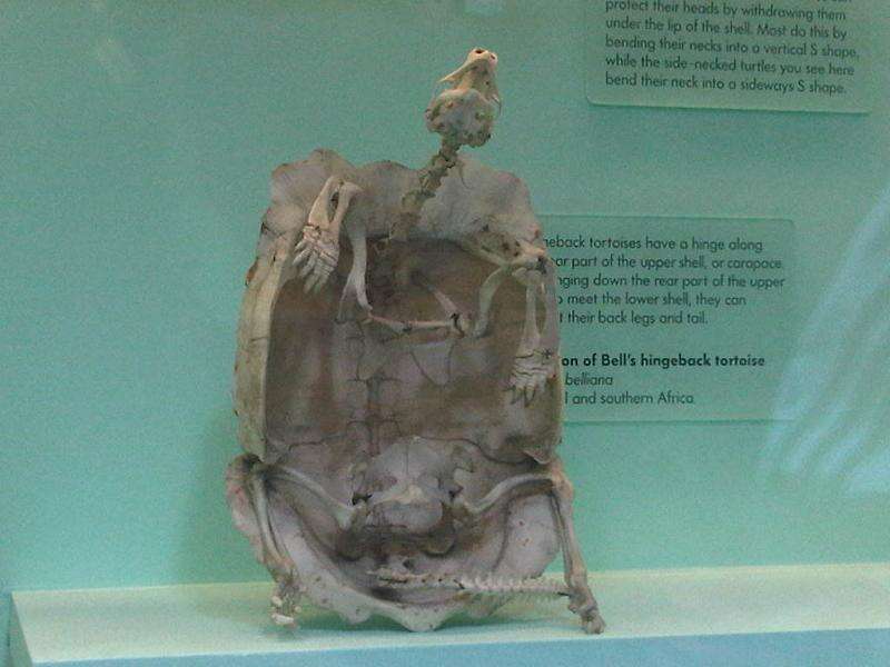 Image of Bell’s hinged tortoise