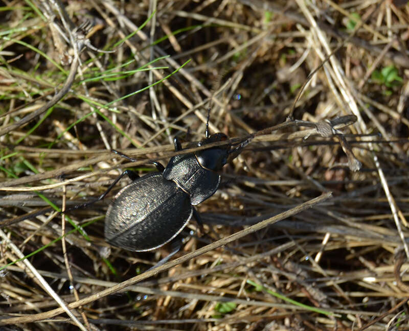 Слика од Carabus (Mesocarabus) lusitanicus Fabricius 1801