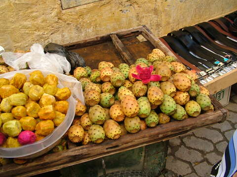 Imagem de Opuntia ficus-indica (L.) Mill.