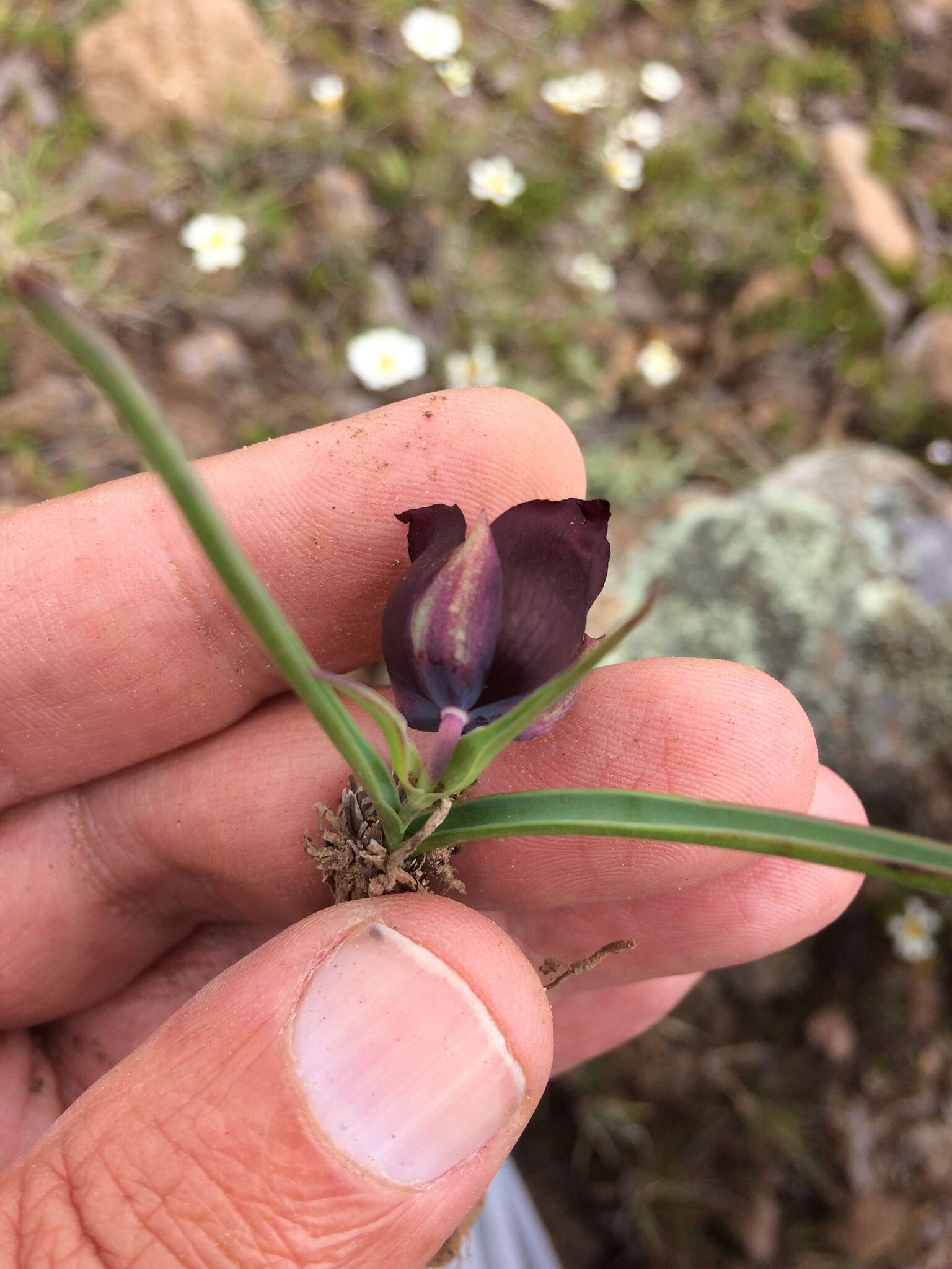 Image of Calochortus nigrescens Ownbey