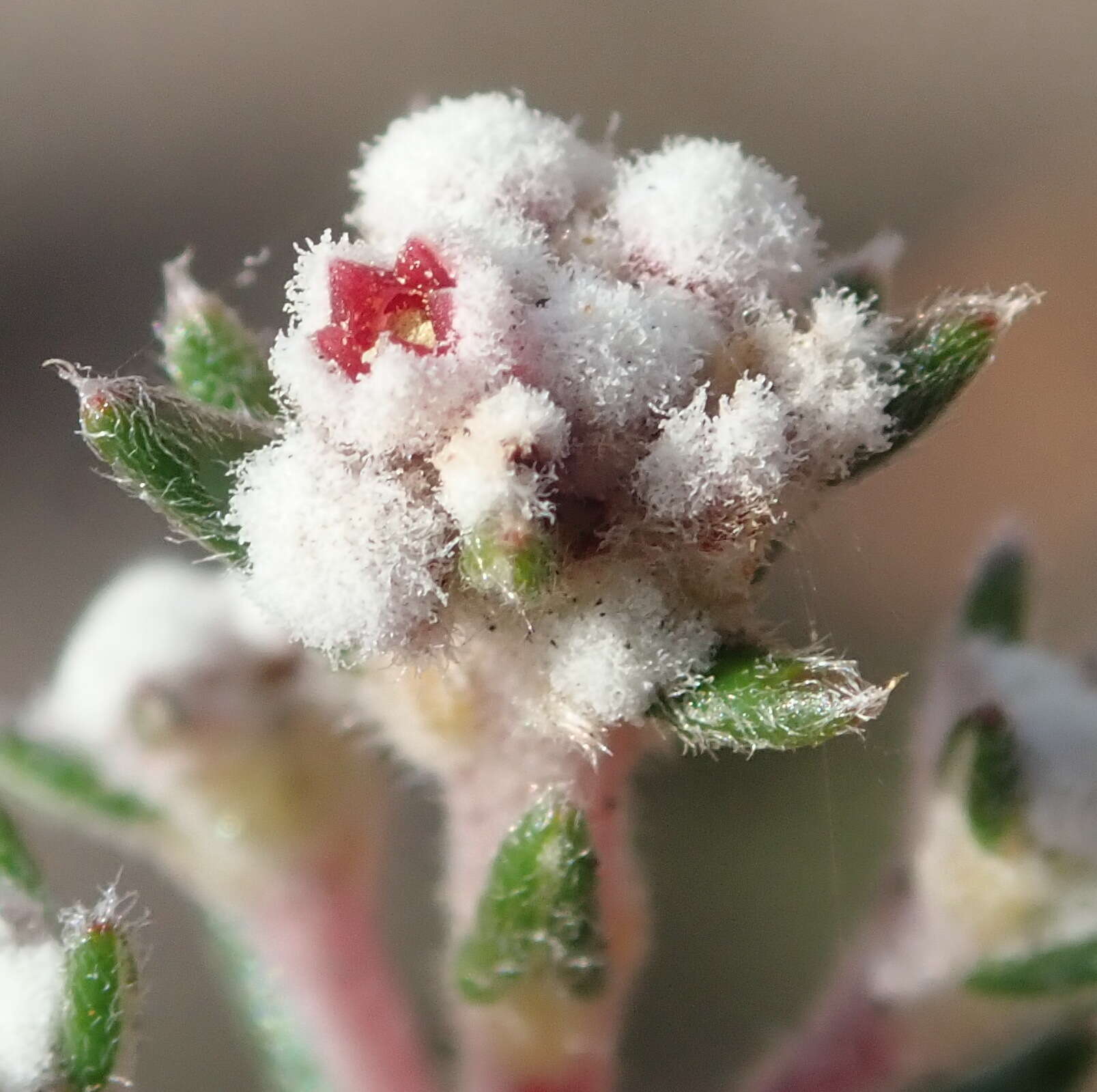 Image of Phylica lanata Pillans