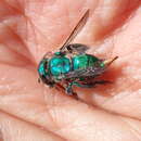 Image of Dilemma Orchid Bee