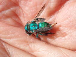 Image of Dilemma Orchid Bee