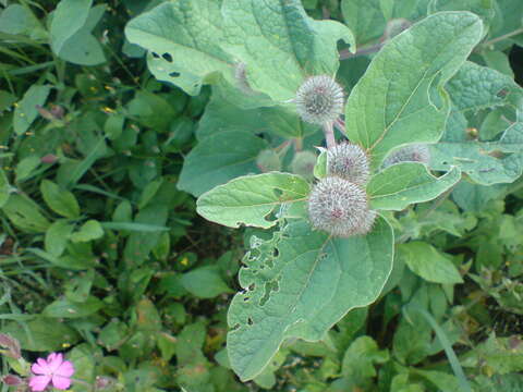 Image of woolly burdock