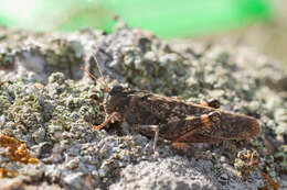 Angaracris barabensis (Pallas 1773) resmi