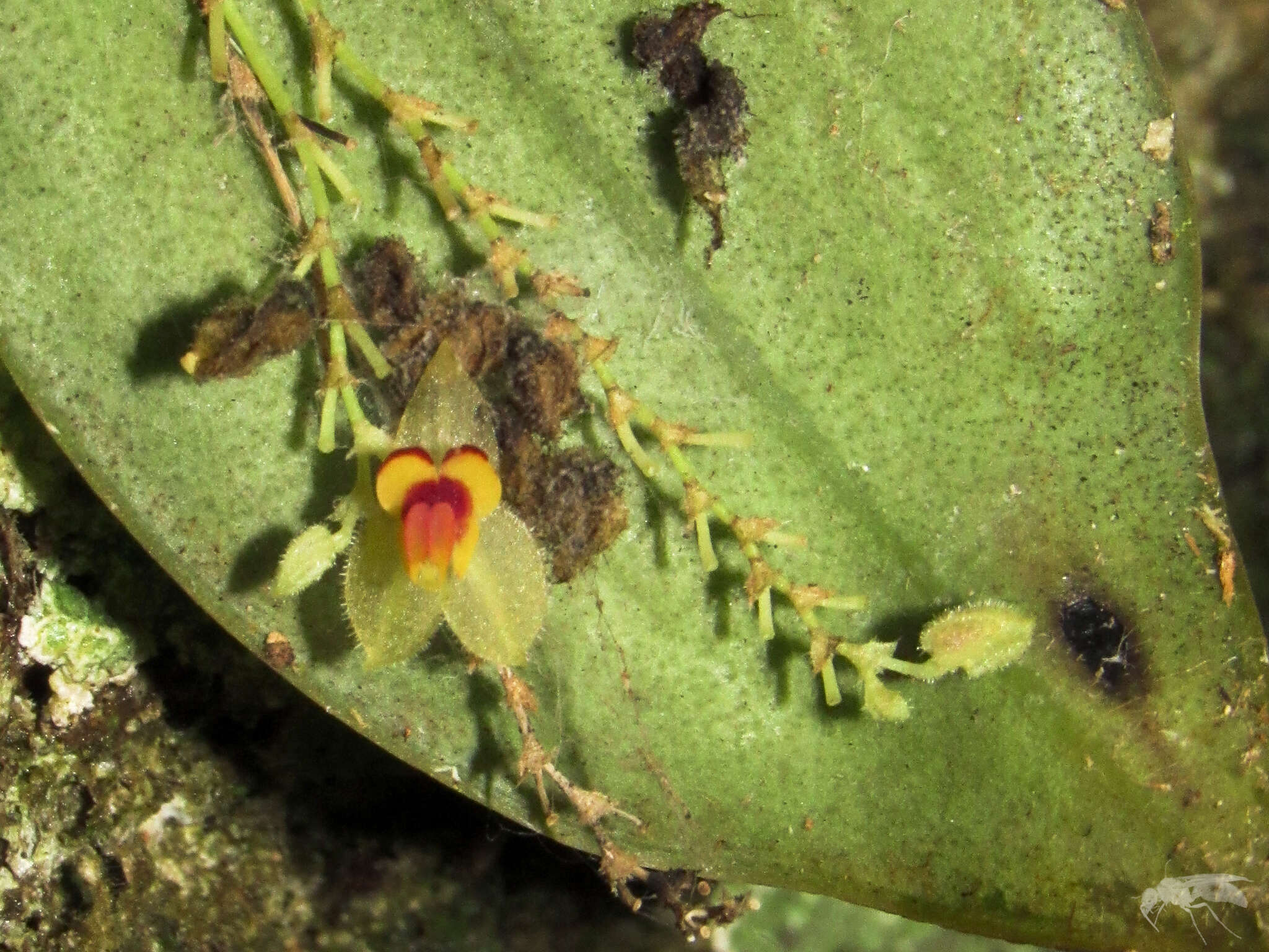 Image of Lepanthes rhynchion Luer