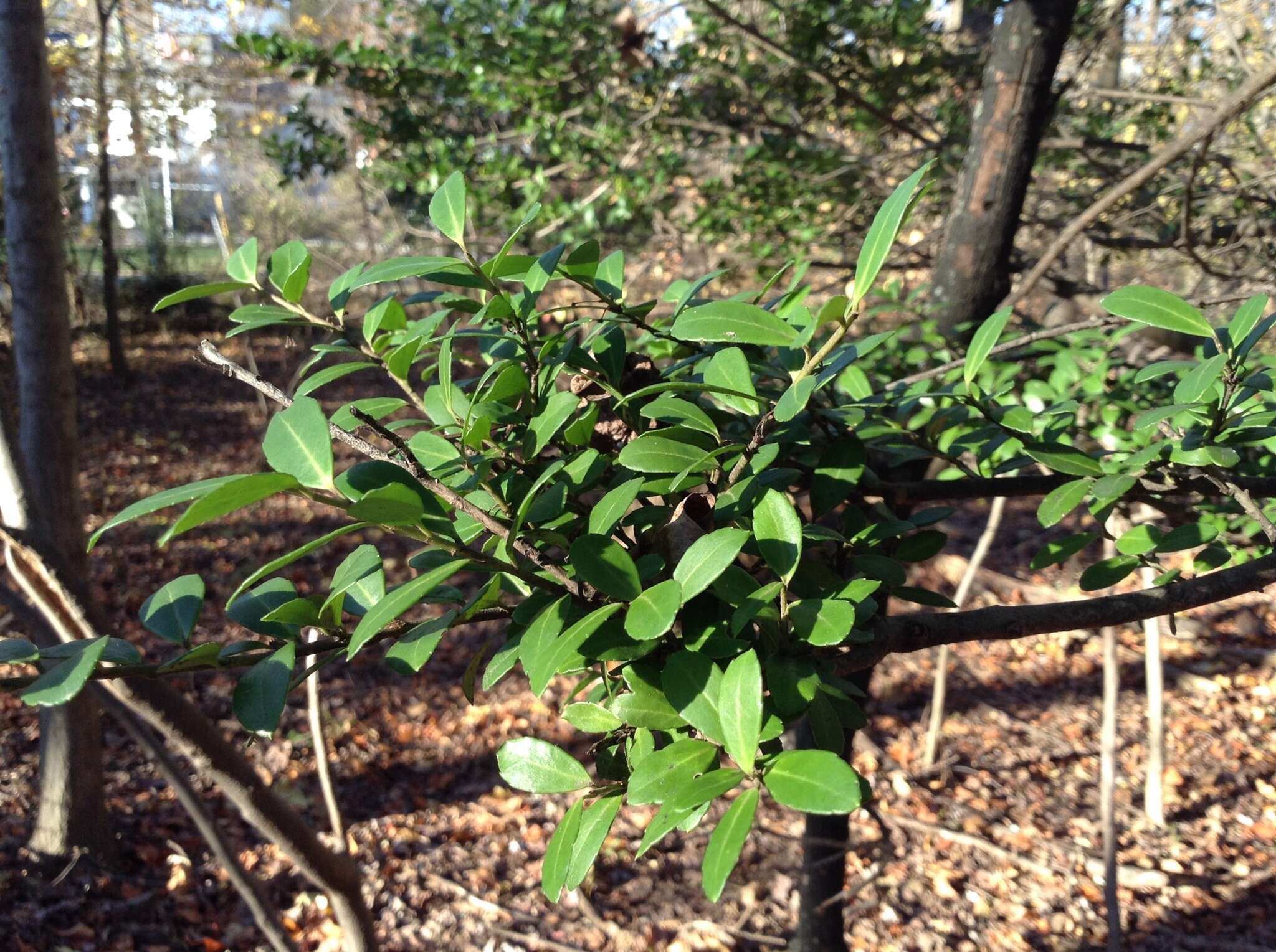 Image of Japanese holly