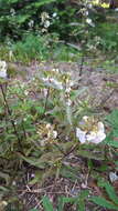 Imagem de Pedicularis racemosa Dougl. ex Hook.