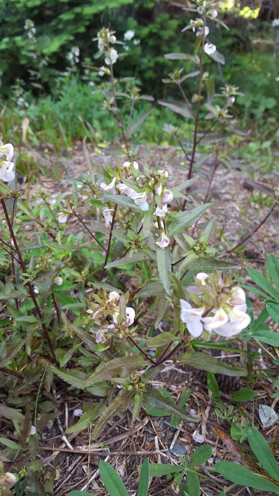 Image of sickletop lousewort