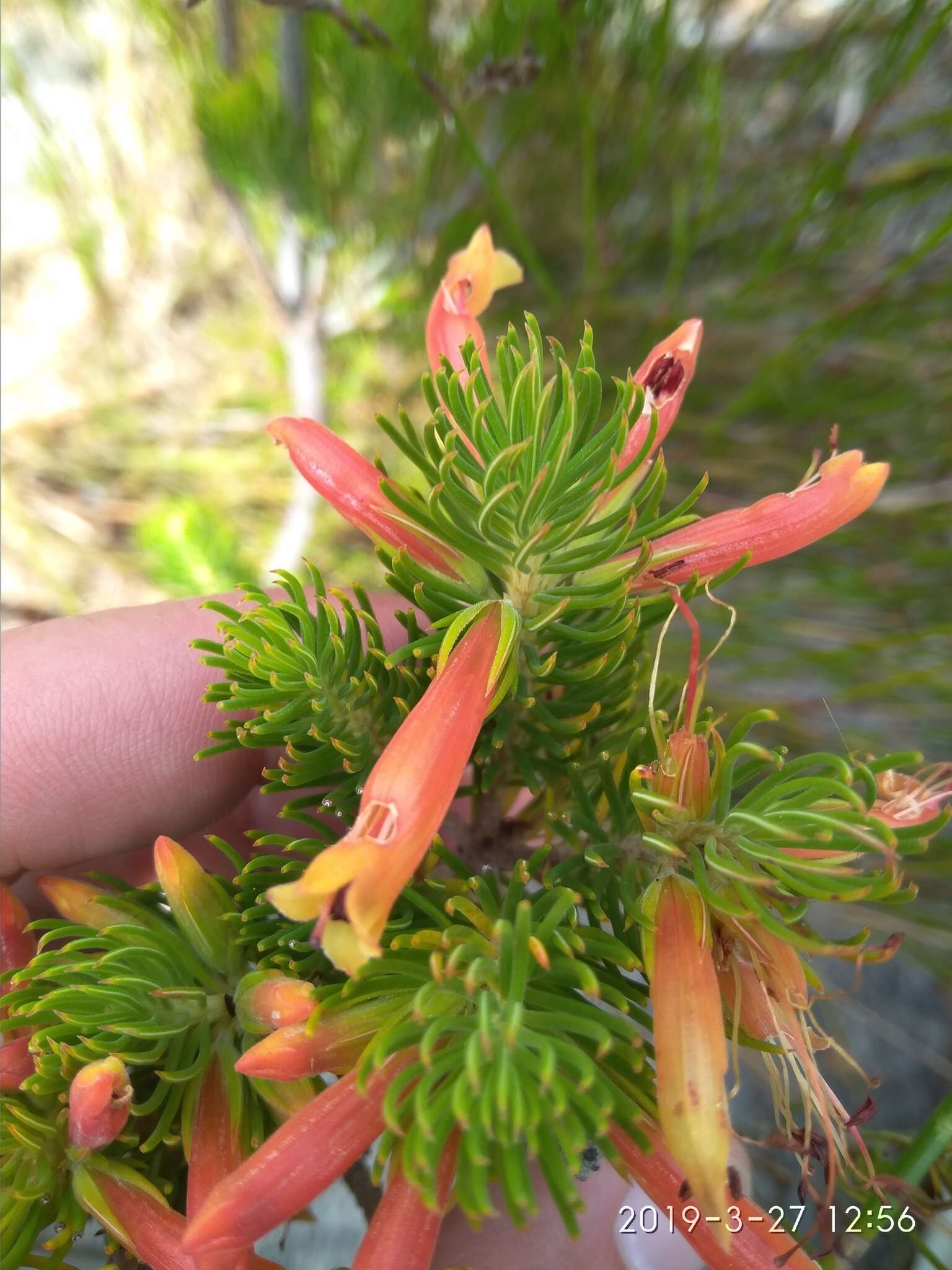 Image of Erica grandiflora L. fil.