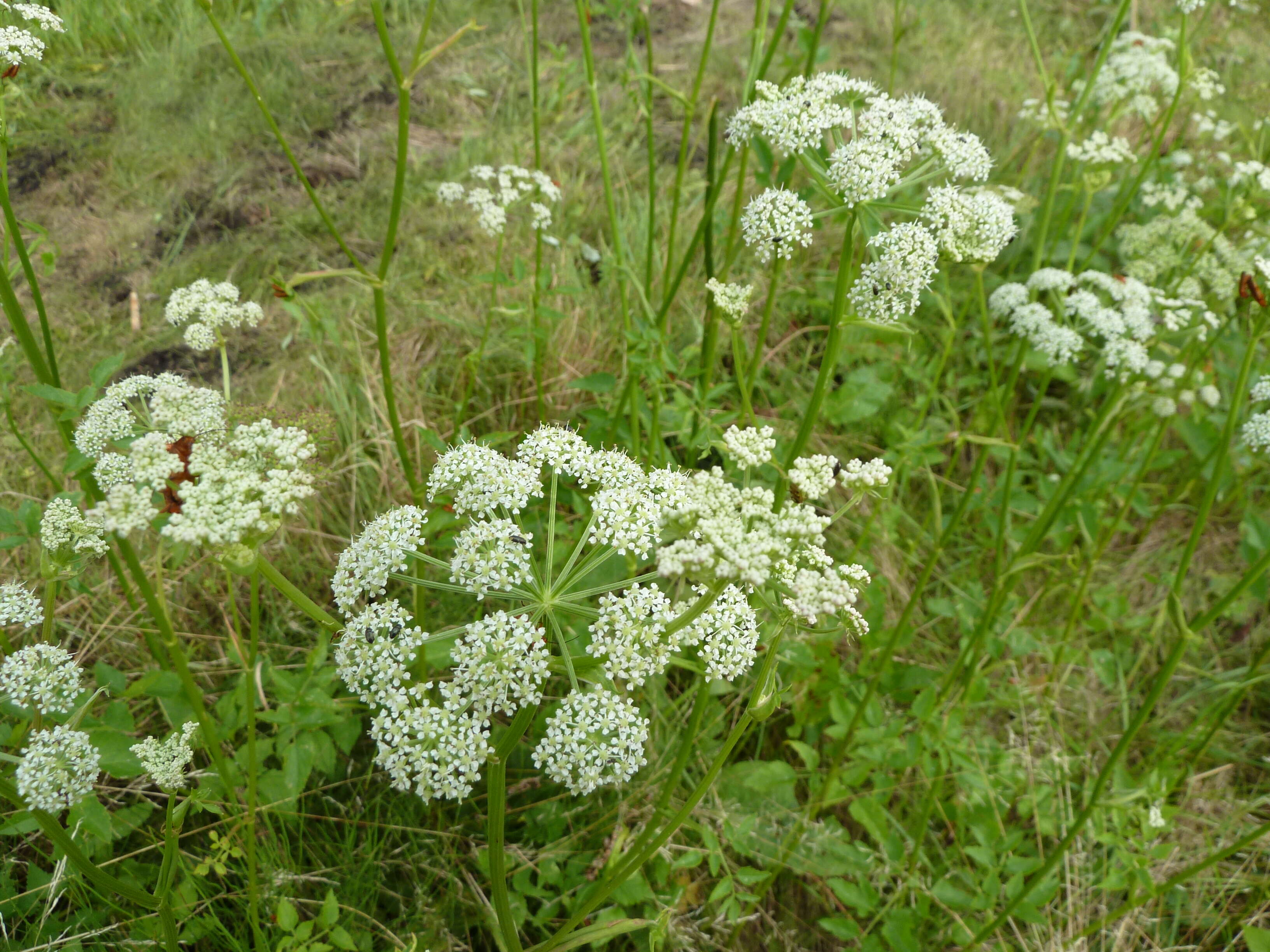 Image of Ostericum palustre (Besser) Besser