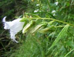 Image of Bearded Bellflower