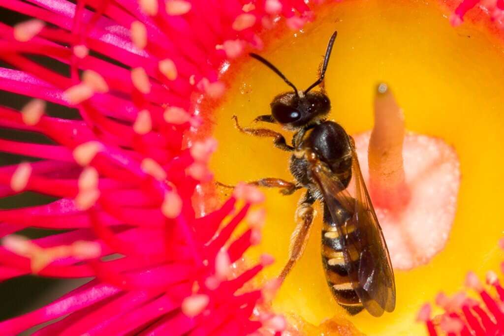 Lasioglossum bicingulatum (Smith 1853)的圖片