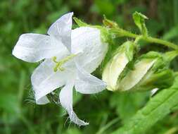 Image of Bearded Bellflower