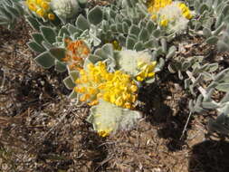 <i>Acmispon argophyllus</i> var. <i>niveus</i>的圖片