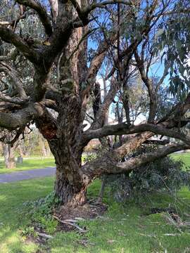 Image of Eucalyptus rudis subsp. rudis