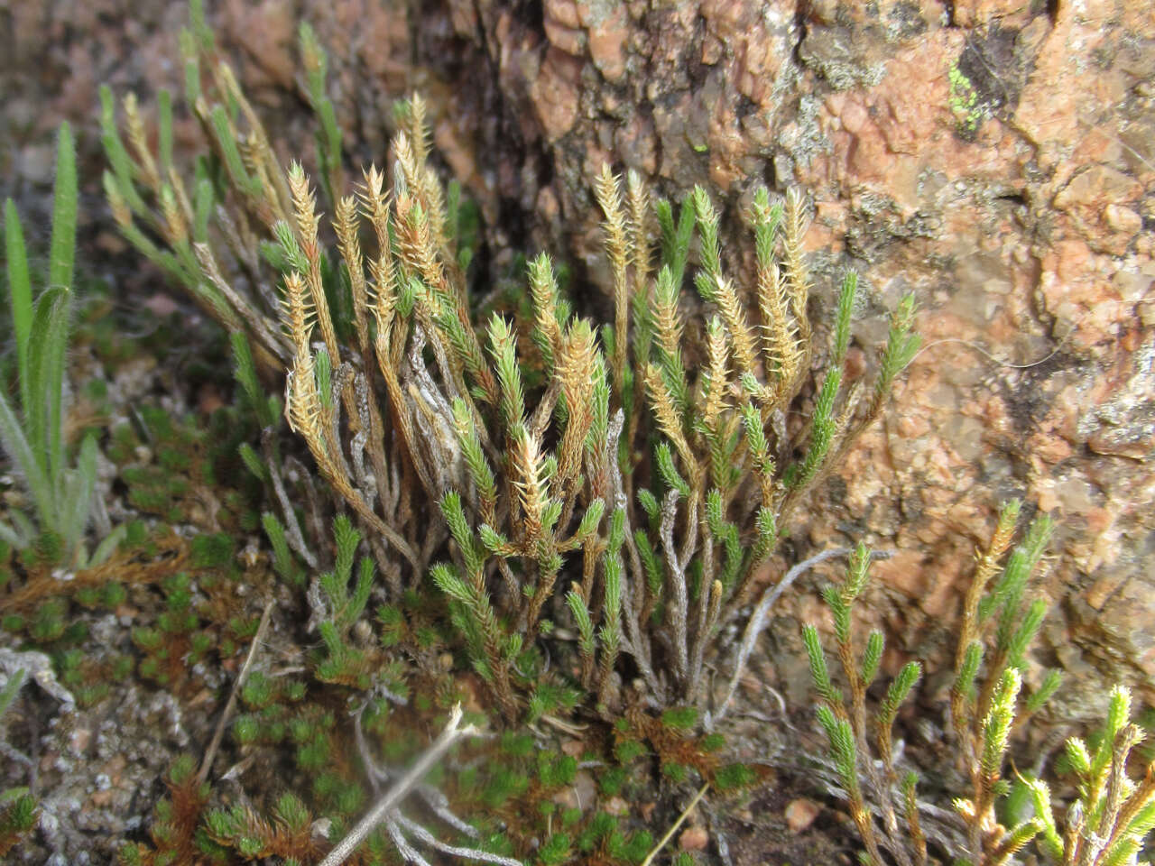 Selaginella corallina (Riddell) Wilbur & Whitson resmi