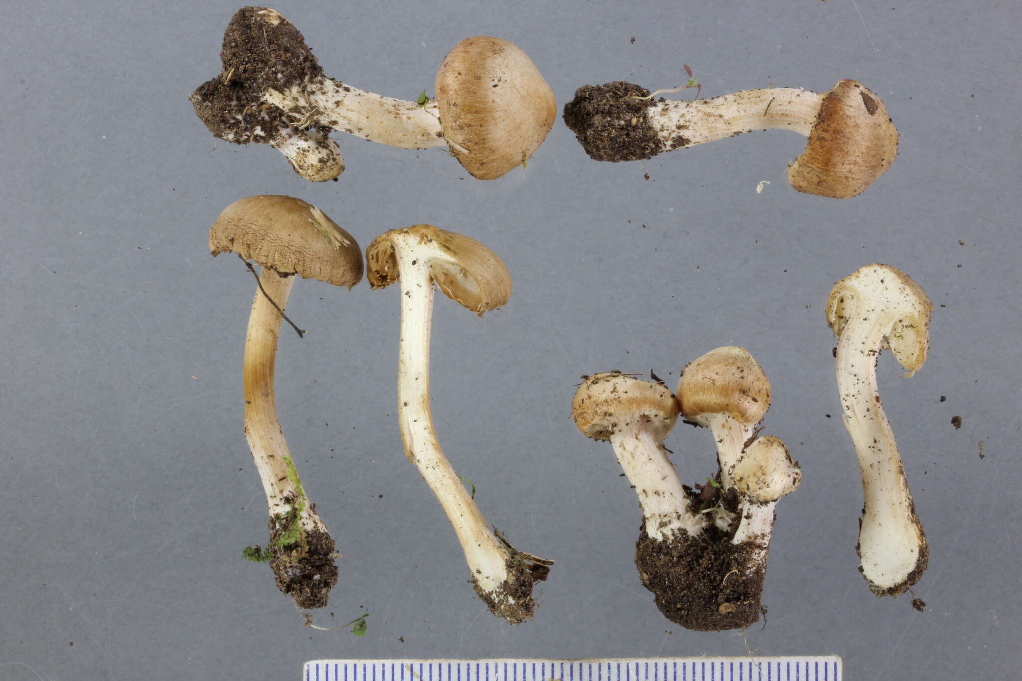 Image of Inocybe sindonia (Fr.) P. Karst. 1879