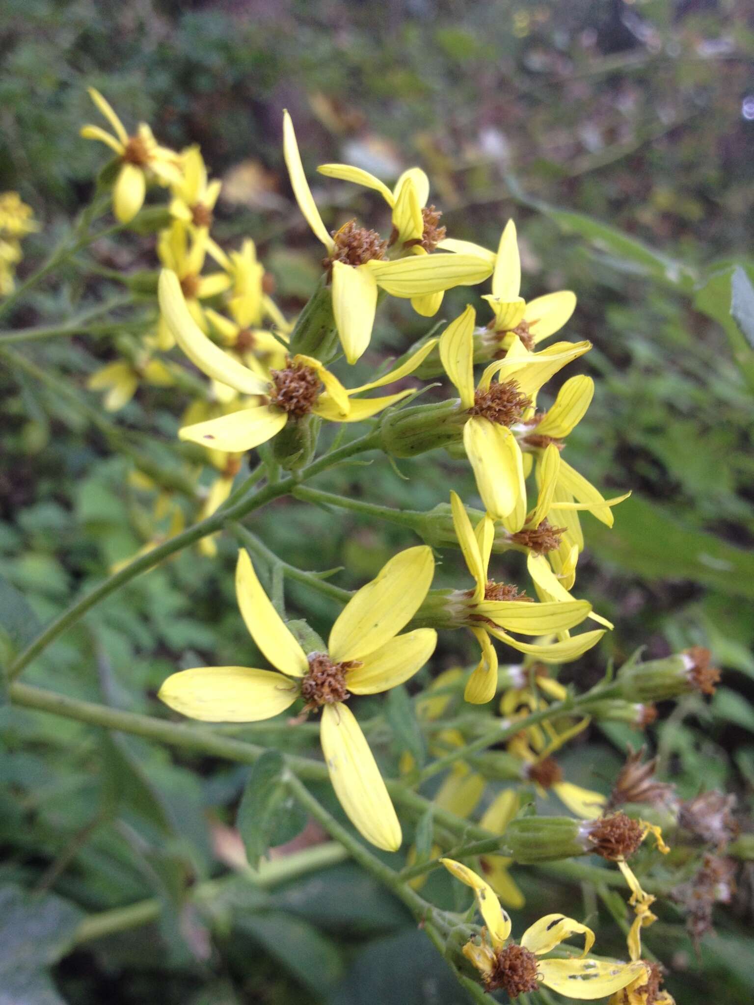 Image of Roldana chapalensis (S. Wats.) H. Rob. & Brettell