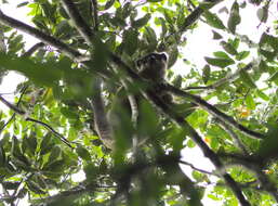 Image of brown lemur