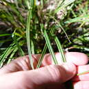 Image of Carex lambertiana Boott