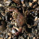 Image of black-clawed mud crab