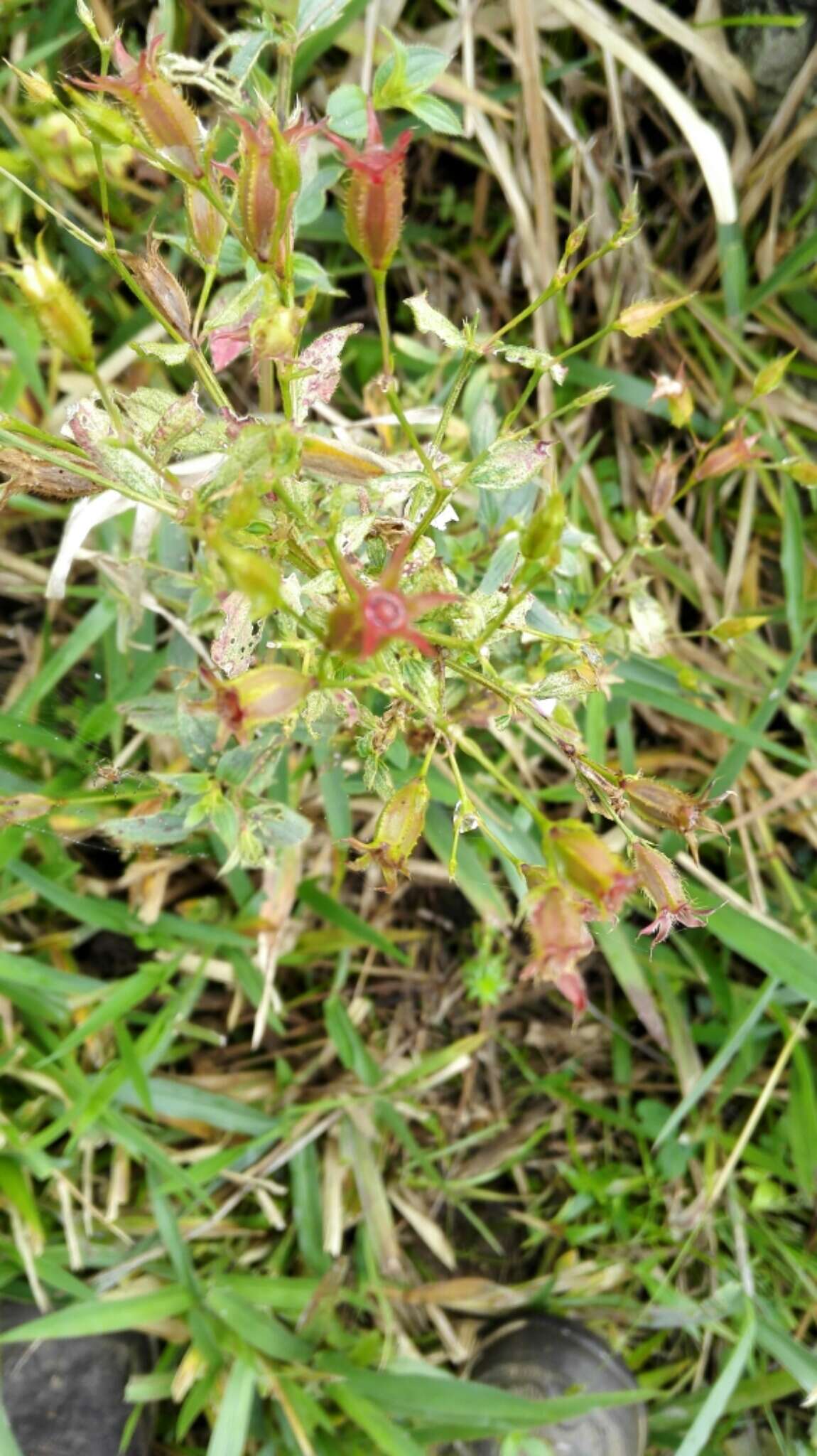 Pterogastra divaricata (Bonpl.) Naud.的圖片