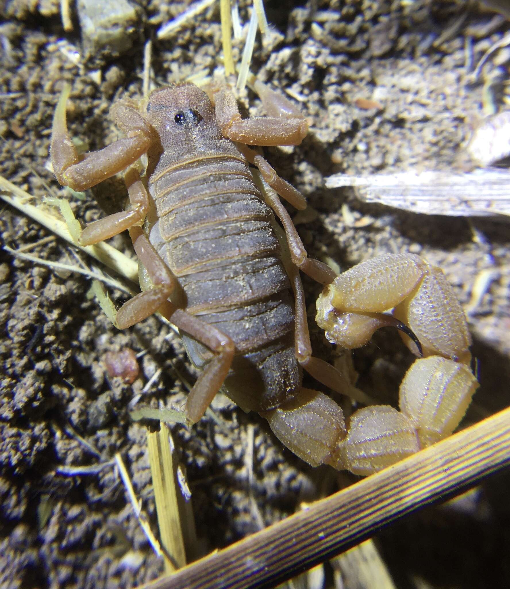 Sivun Parabuthus pallidus Pocock 1895 kuva